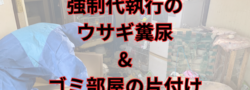 札幌市の強制代執行でウサギ多頭飼育&糞尿&ごみ部屋の片づけ作業